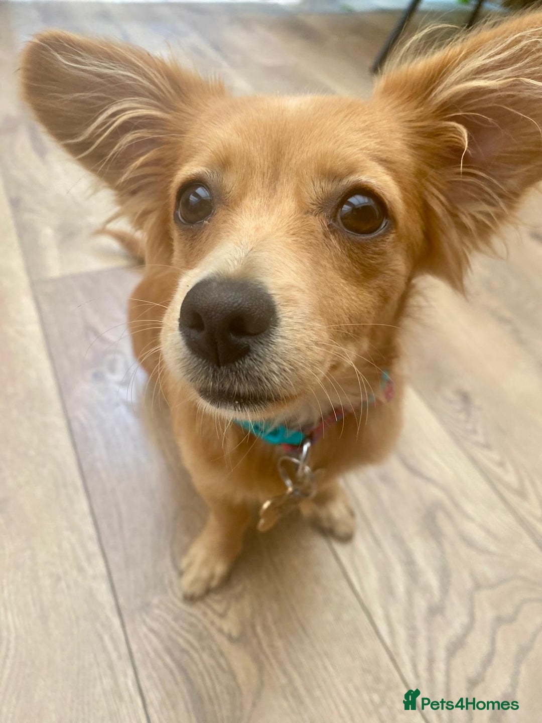 Mixed Breed dogs for adoption: Little (Tiny) Lady - Image 10