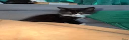 Mixed Breed cats for sale: Black & White Kitten for Sale  - Advert 9
