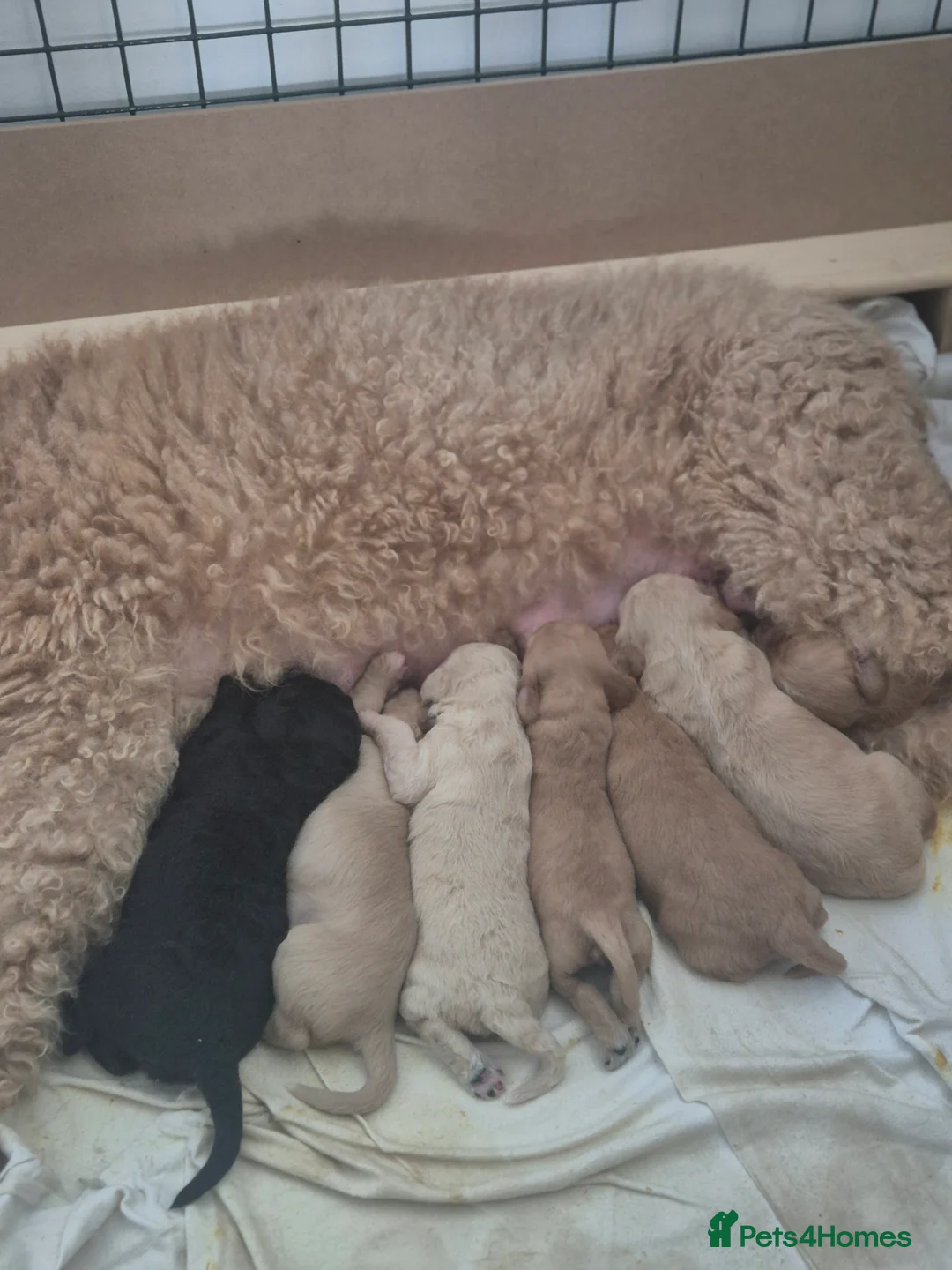 Bordoodle dogs for sale: F1b bordoodle puppies - Advert 7