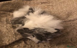 Guinea Pig rodents for sale: Gorgeous girl Guineapig baby - Image 2