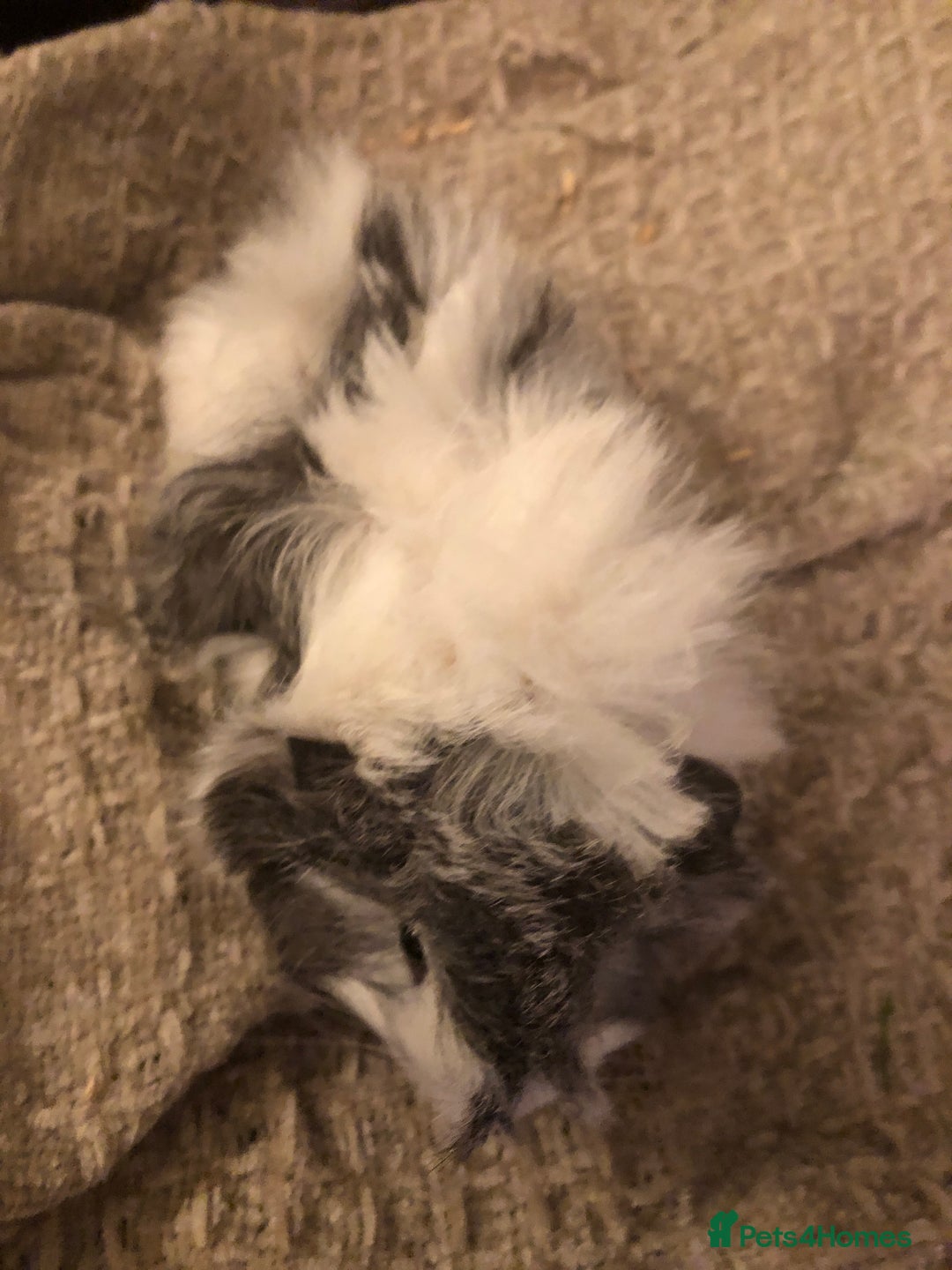 Guinea Pig rodents for sale: Gorgeous girl Guineapig baby - Image 2