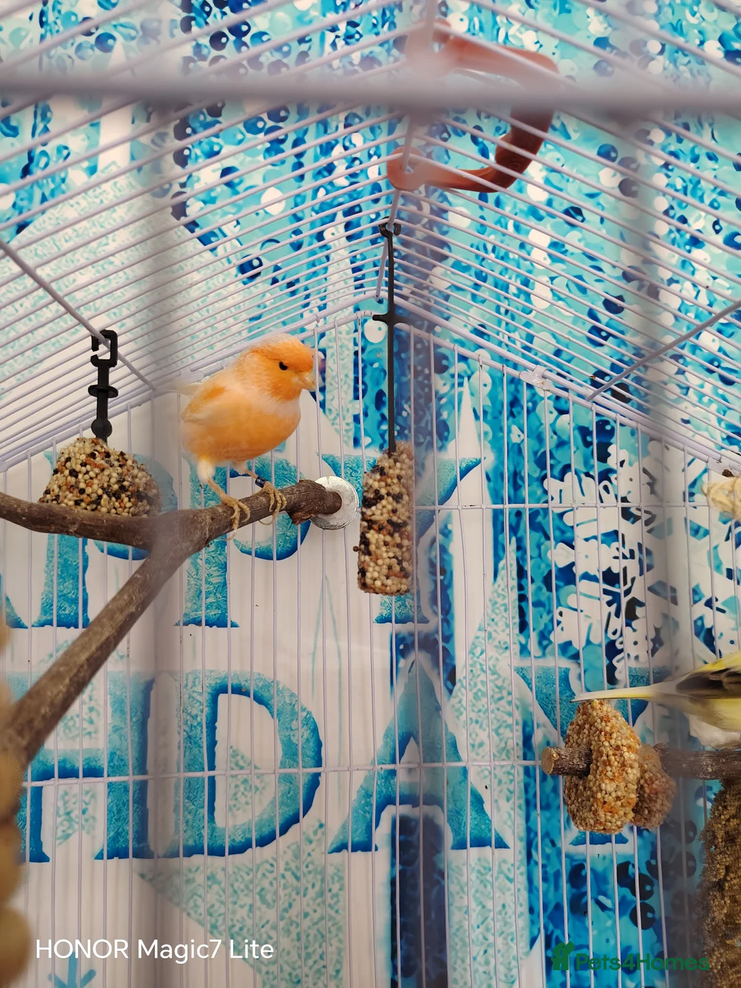 Canaries birds for sale: Canaries  - Advert 2