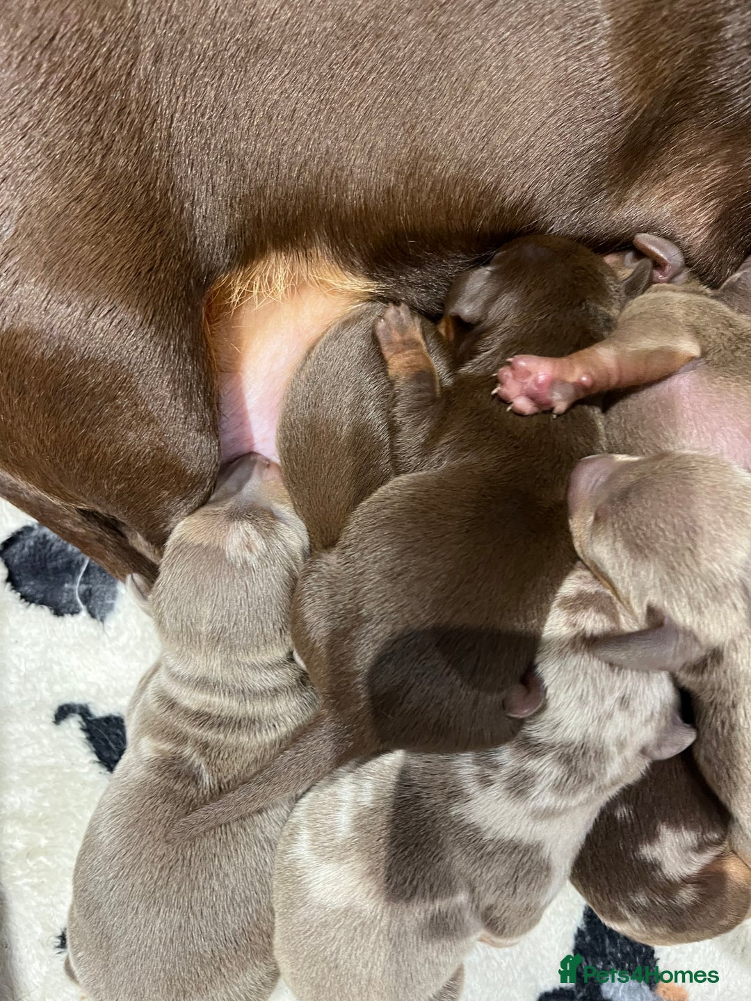 Miniature Dachshund dogs for sale: 3 Extremely clean and healthy KC boys available  - Advert 16