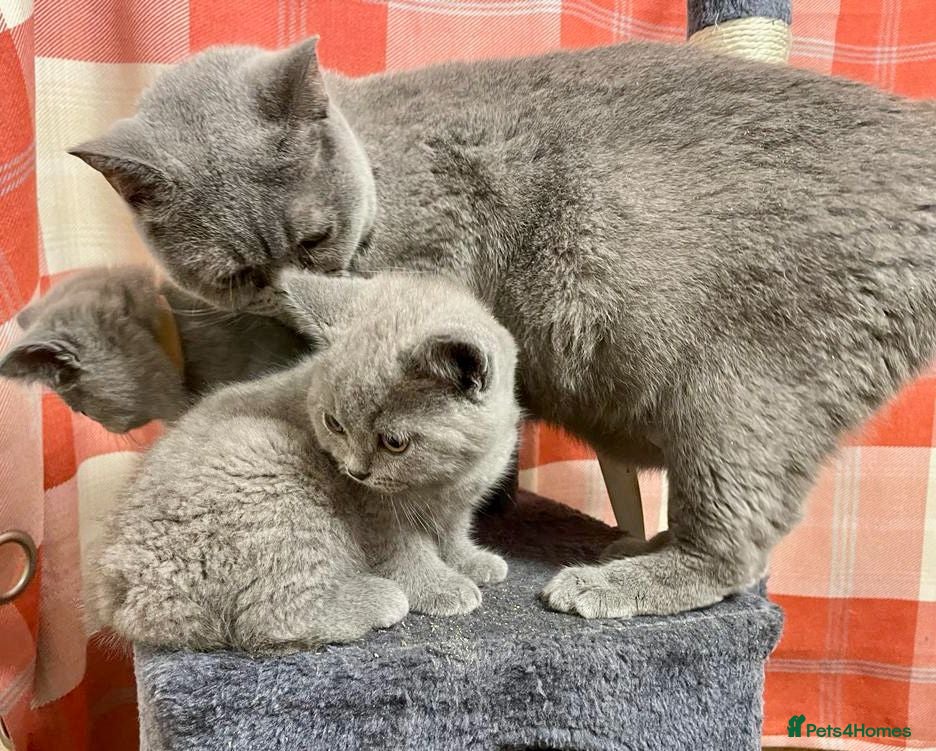 British Shorthair cats British shorthair blue - Advert 1