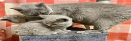 British Shorthair cats for sale: British shorthair blue - Advert 1