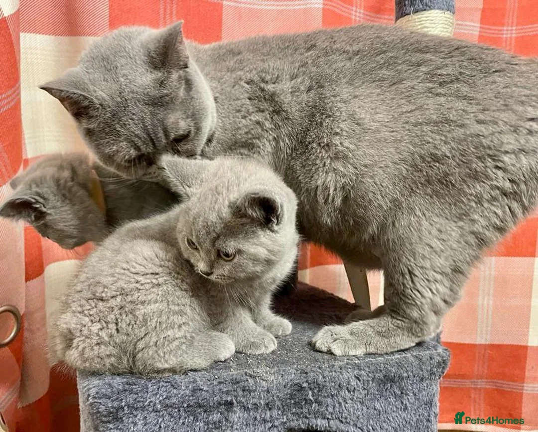 British Shorthair cats for sale: British shorthair blue - Advert 1