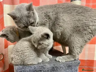 British Shorthair cats British shorthair blue - Advert 7