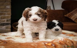 Bernedoodle dogs for sale: F1b Bernedoodle Puppies - Image 12