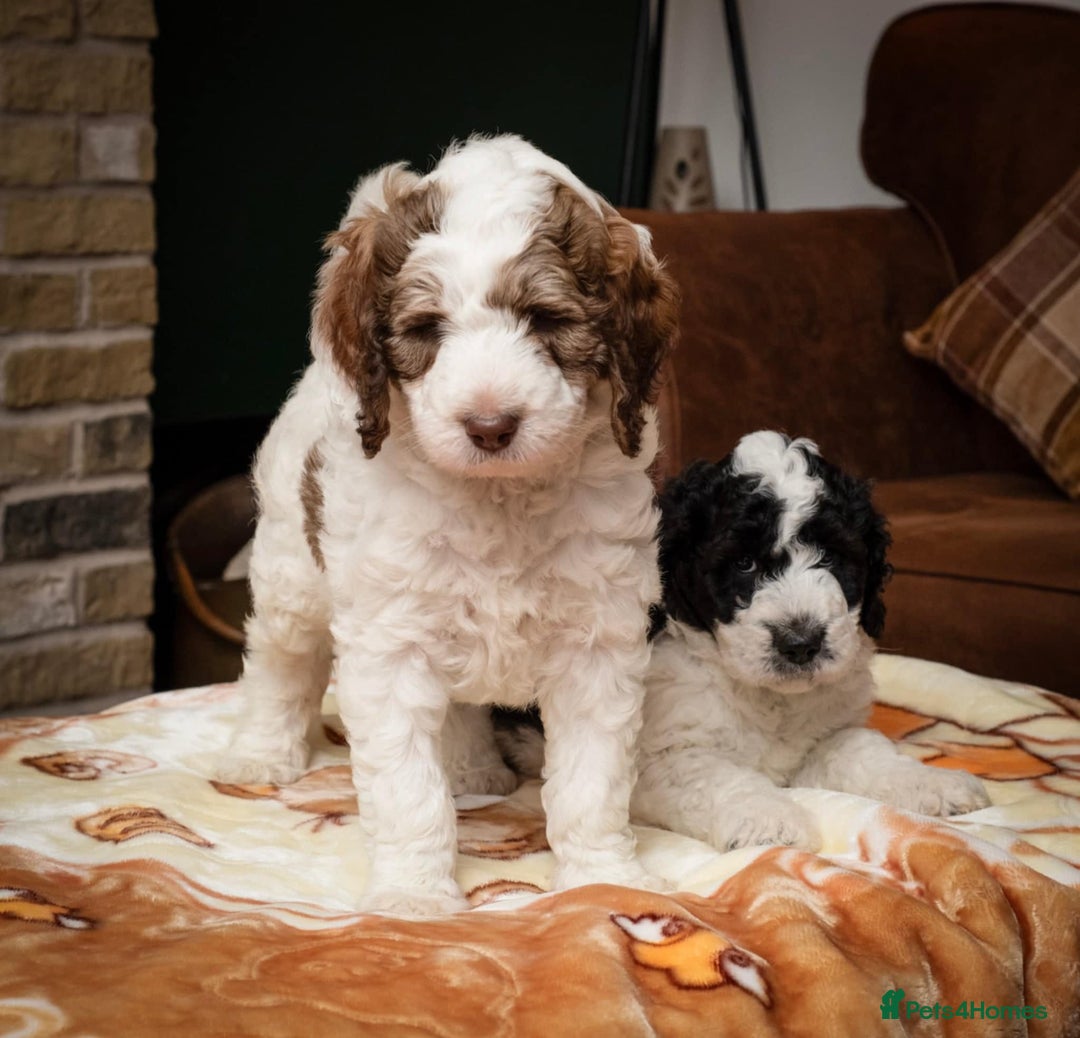 Bernedoodle dogs for sale: F1b Bernedoodle Puppies - Image 12