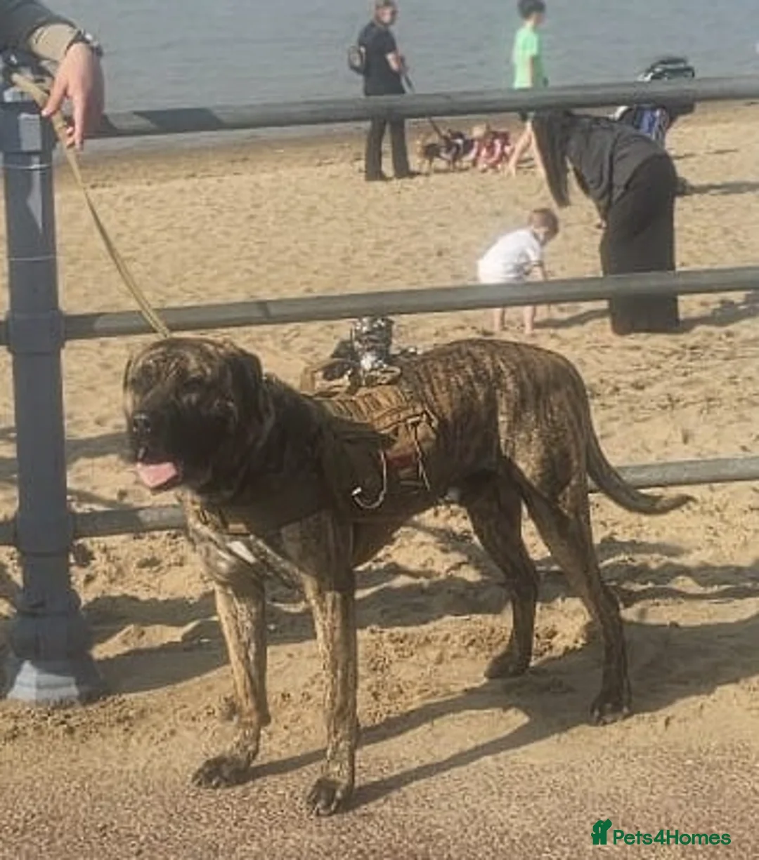 Presa Canario dogs for sale: Amazing Dog - Advert 5