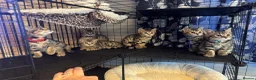 Bengal cats for sale: Stunning beautiful natured bengal cross kittens - Advert 8