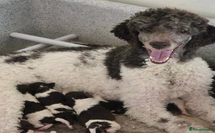 Standard Poodle dogs - Advert 7