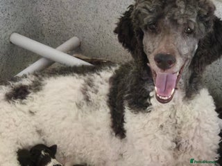 Standard Poodle dogs - Advert 2