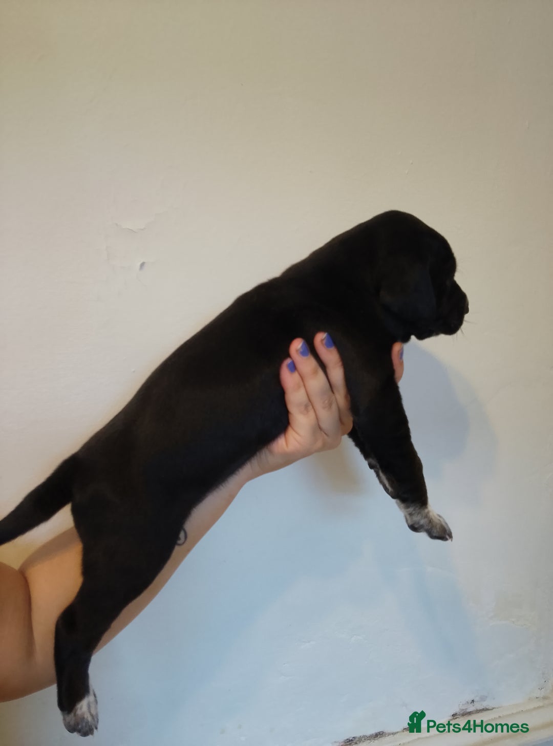 Mixed Breed dogs for sale: American Bulldog x Dobermann Pups - Image 5