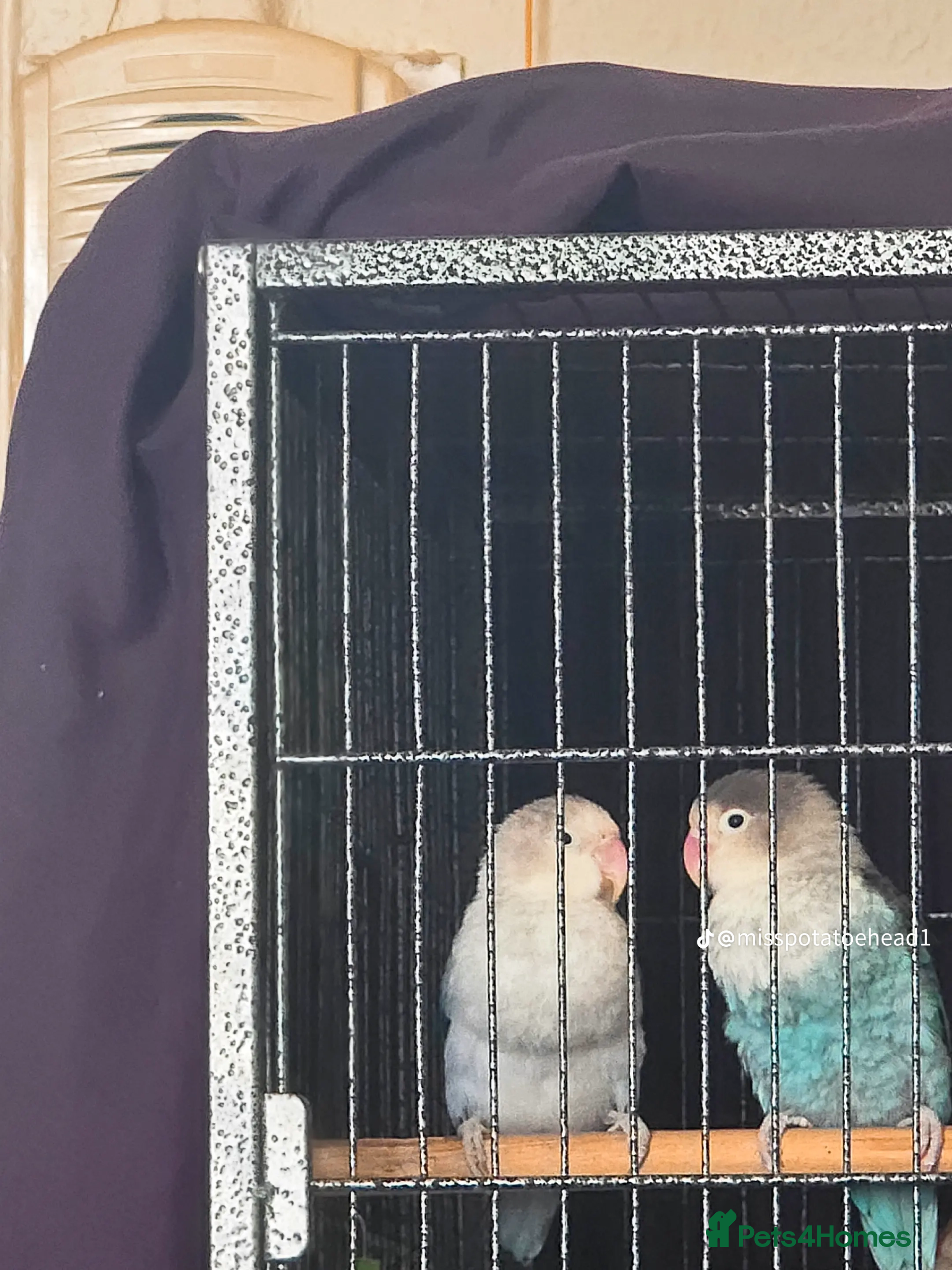 Lovebirds birds Pair of lovebirds  - Advert 1