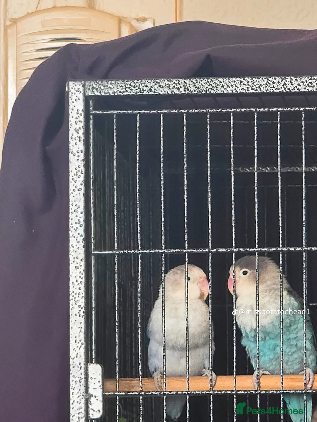 Lovebirds birds for sale: Pair of lovebirds  - Advert 1