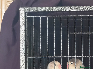 Lovebirds birds Pair of lovebirds - Advert 1