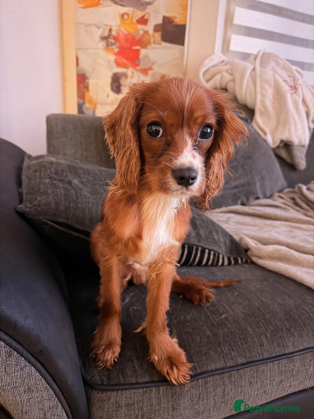 Cavalier King Charles Spaniel dogs for sale: Male Ruby Caviler King Charles - Advert 2