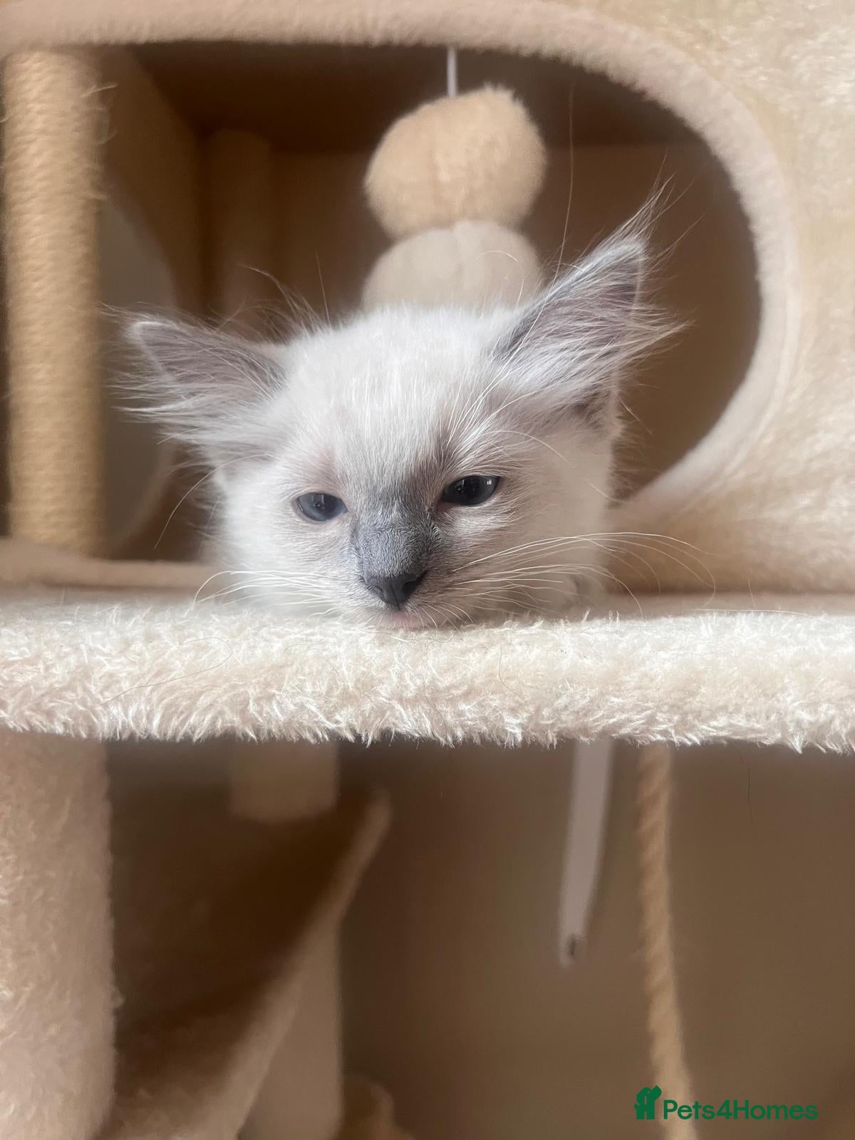 Ragdoll cats Beautiful Blue Mitted female for sale  - Advert 2