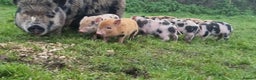 Pig livestock for sale: Minature Pigs (7/8 Juliana) - Advert 2