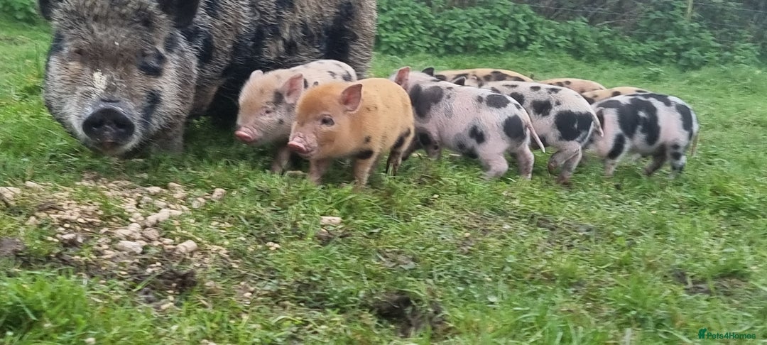 Pig livestock for sale: Minature Pigs (7/8 Juliana) - Advert 2