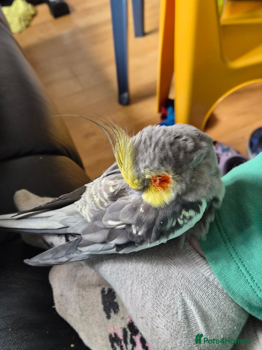 Cockatiels birds for sale: Very tame cockatiel  - Image 3