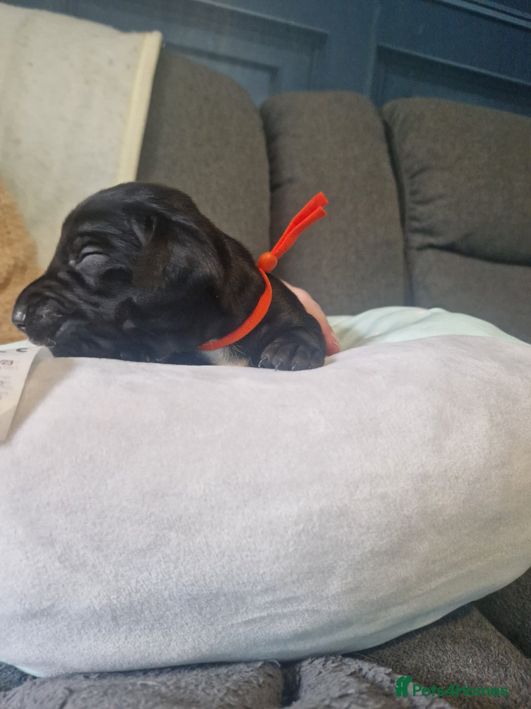 Miniature Dachshund dogs for sale: Miniature dachshund  - Advert 15