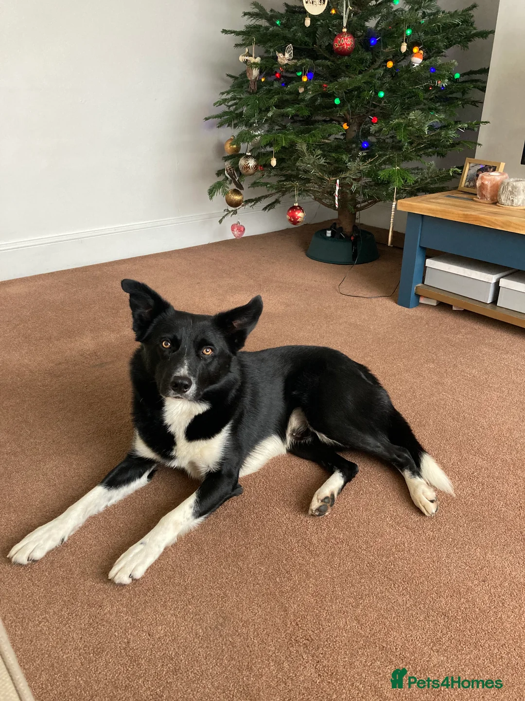 Border Collie dogs for sale: Border Collie in need of a calm home - Advert 1