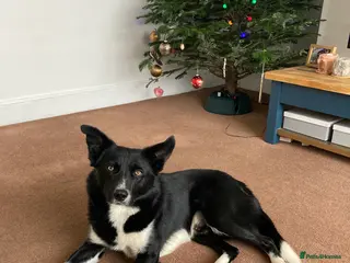 Border Collie dogs Border Collie in need of a calm home - Advert 9