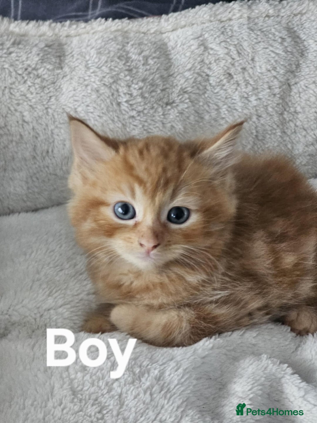 Maine Coon cats for sale: Kittens ready for a new home - Image 8