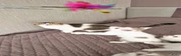 Munchkin cats for sale: Beautiful Munchkin kittens  - Advert 9