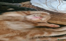 Mixed Breed cats for sale: Beautiful kittens for sale - Image 14