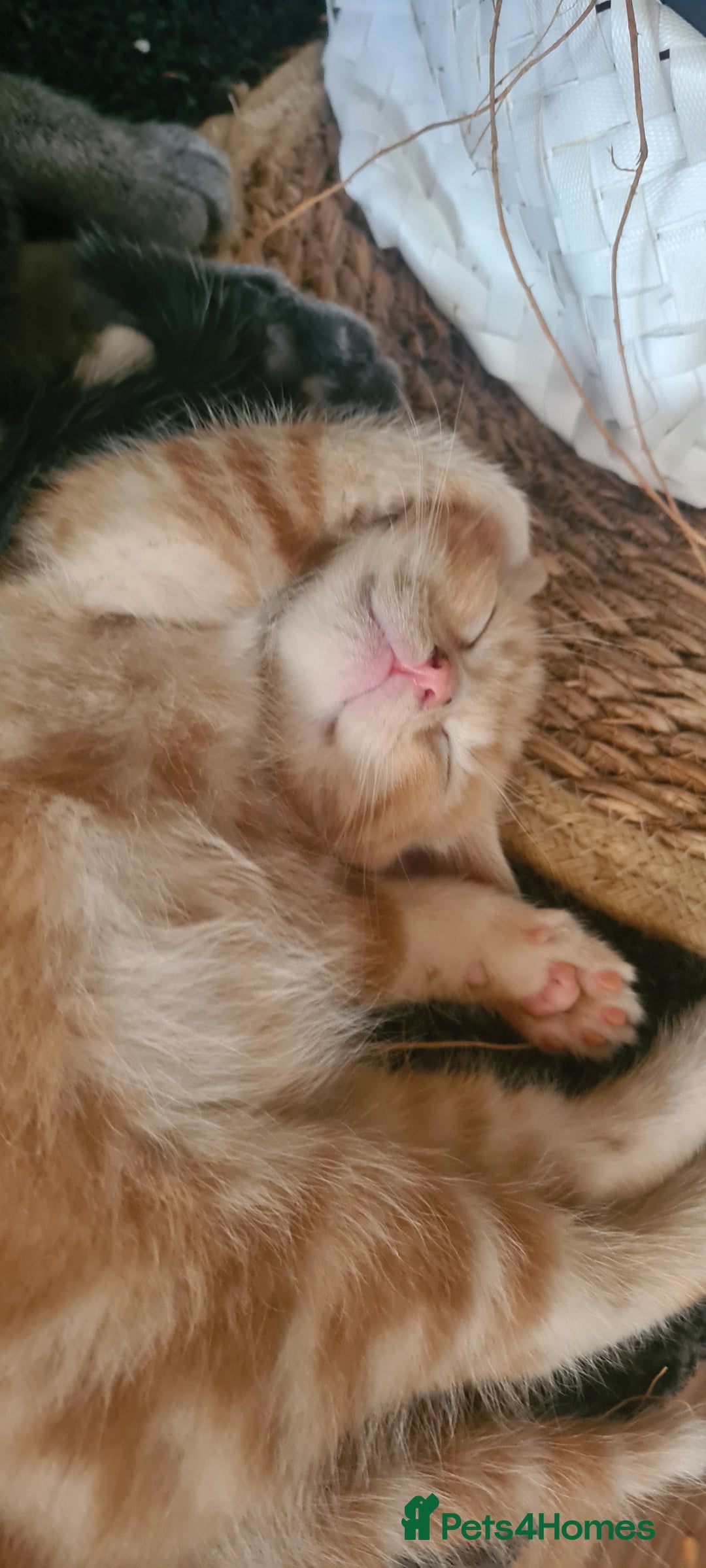 Mixed Breed cats for sale: Beautiful kittens for sale - Image 14