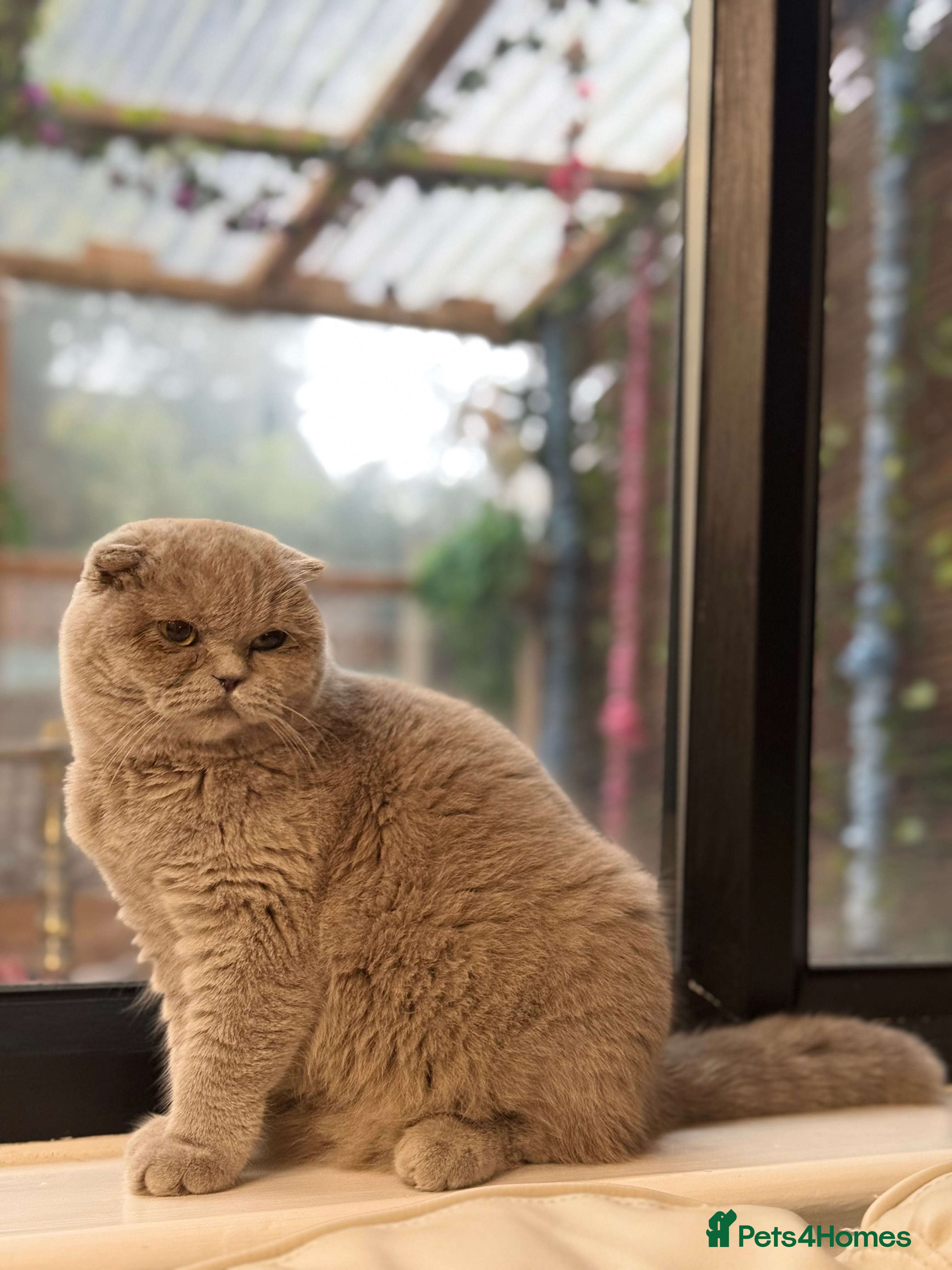 British Shorthair cats FEMALE BRITISH SHORT HAIR WITH SMALL EARS - Advert 1
