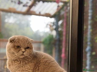 British Shorthair cats FEMALE BRITISH SHORT HAIR WITH SMALL EARS - Advert 1