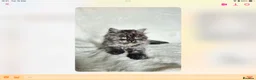 British Shorthair cats for sale: GCCF reg British kittens  - Advert 15