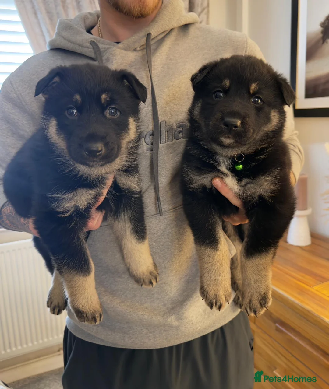 Shepsky dogs for sale: Shepsky puppies  - Advert 1