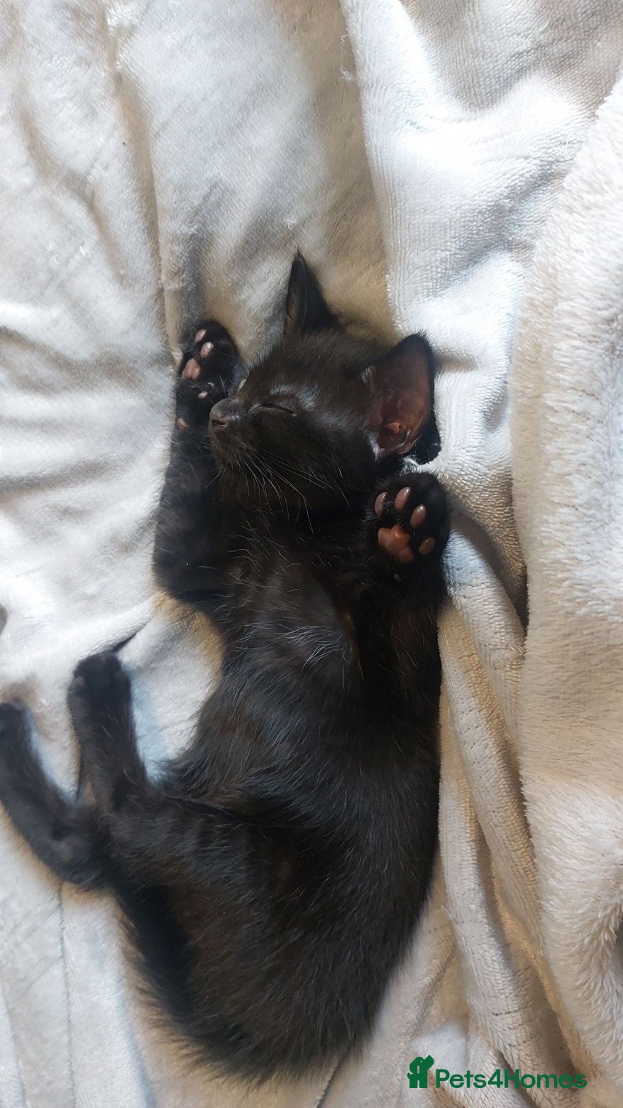 Mixed Breed cats for sale: £100, Maine coon/American wirehair and Bombay mix - Advert 8