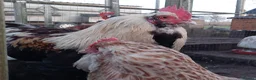 Chickens poultry for sale: chicks and chickens pure breeds - hatching eggs - Advert 7
