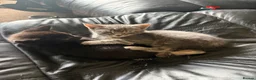 Mixed Breed cats for sale: Mixed kittens  - Advert 7