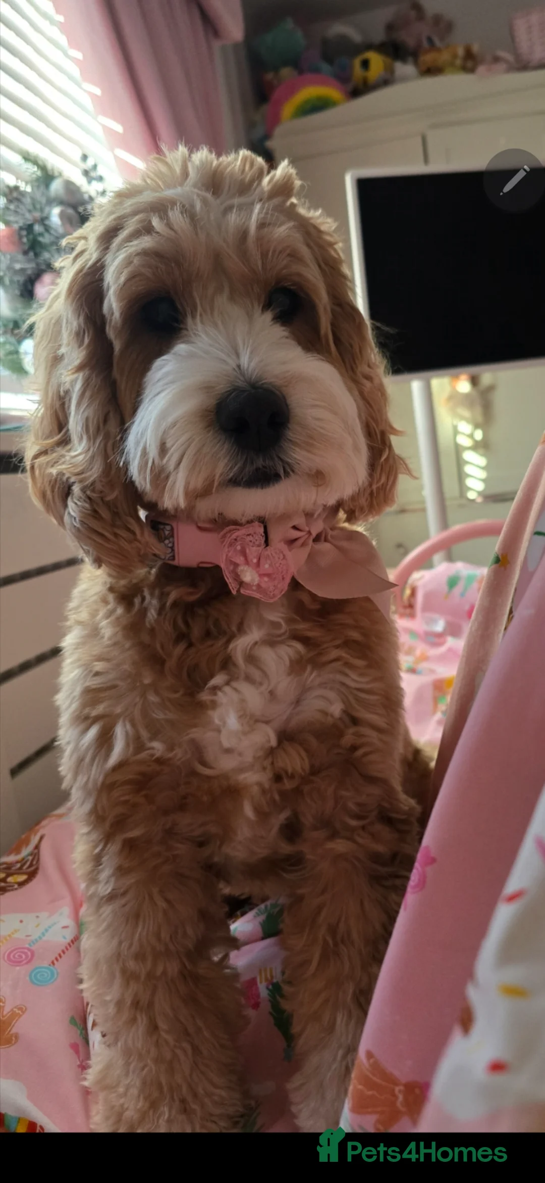 Cockapoo dogs for sale: Beautiful F1B Cockapoos, absolutely amazing  - Advert 1