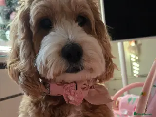 Cockapoo dogs Beautiful F1B Cockapoos, absolutely amazing - Advert 1