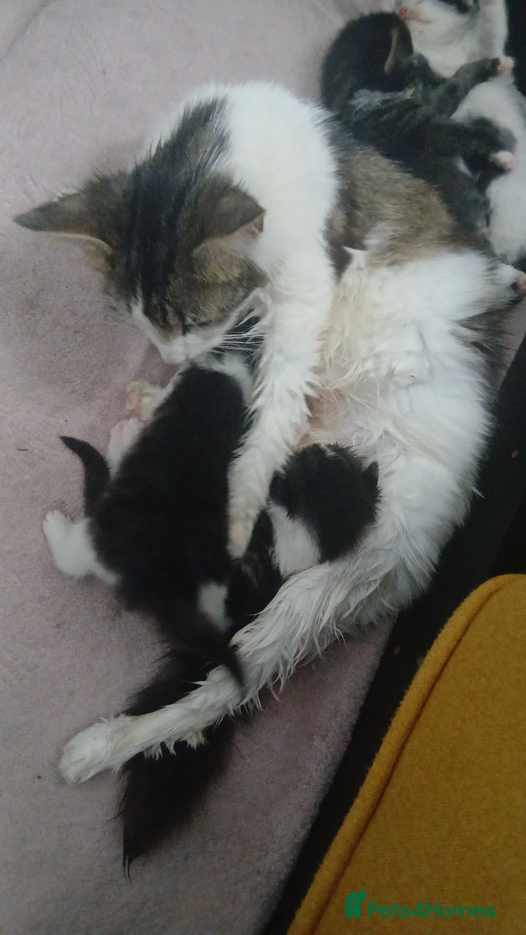 British Longhair cats for sale: British long haired kittens  - Advert 2