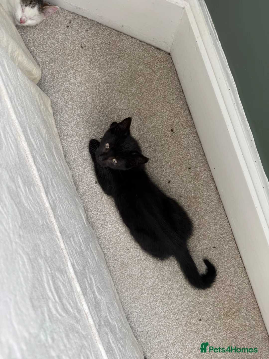 Mixed Breed cats for sale: Kittens for sale  - Advert 2