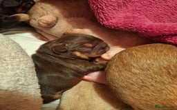 French Bulldog dogs for sale: Paris - Advert 2