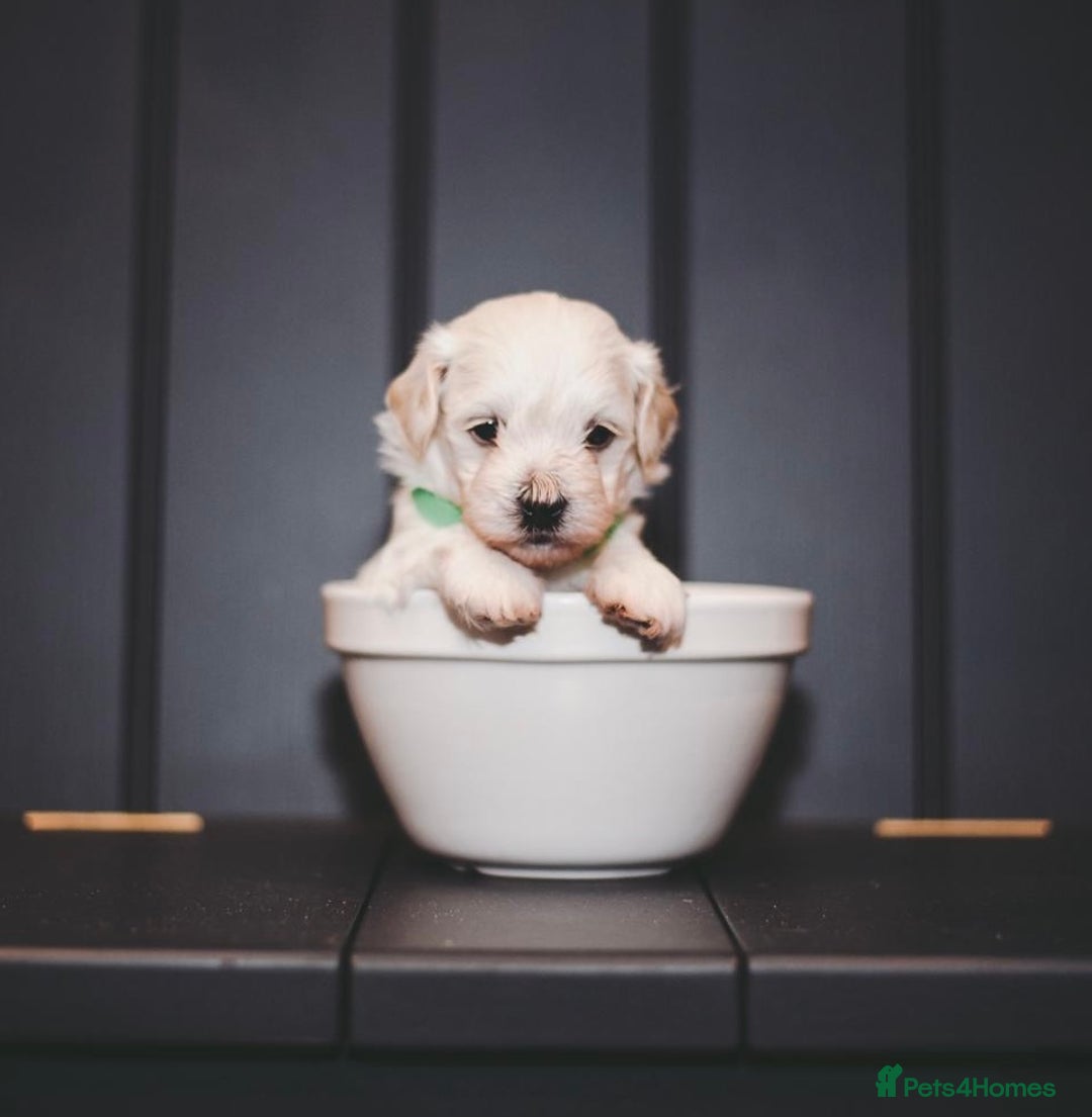 Maltipoo dogs for sale: BEST IN CLASS - F2 MALTIPOO PUPPIES - Advert 12