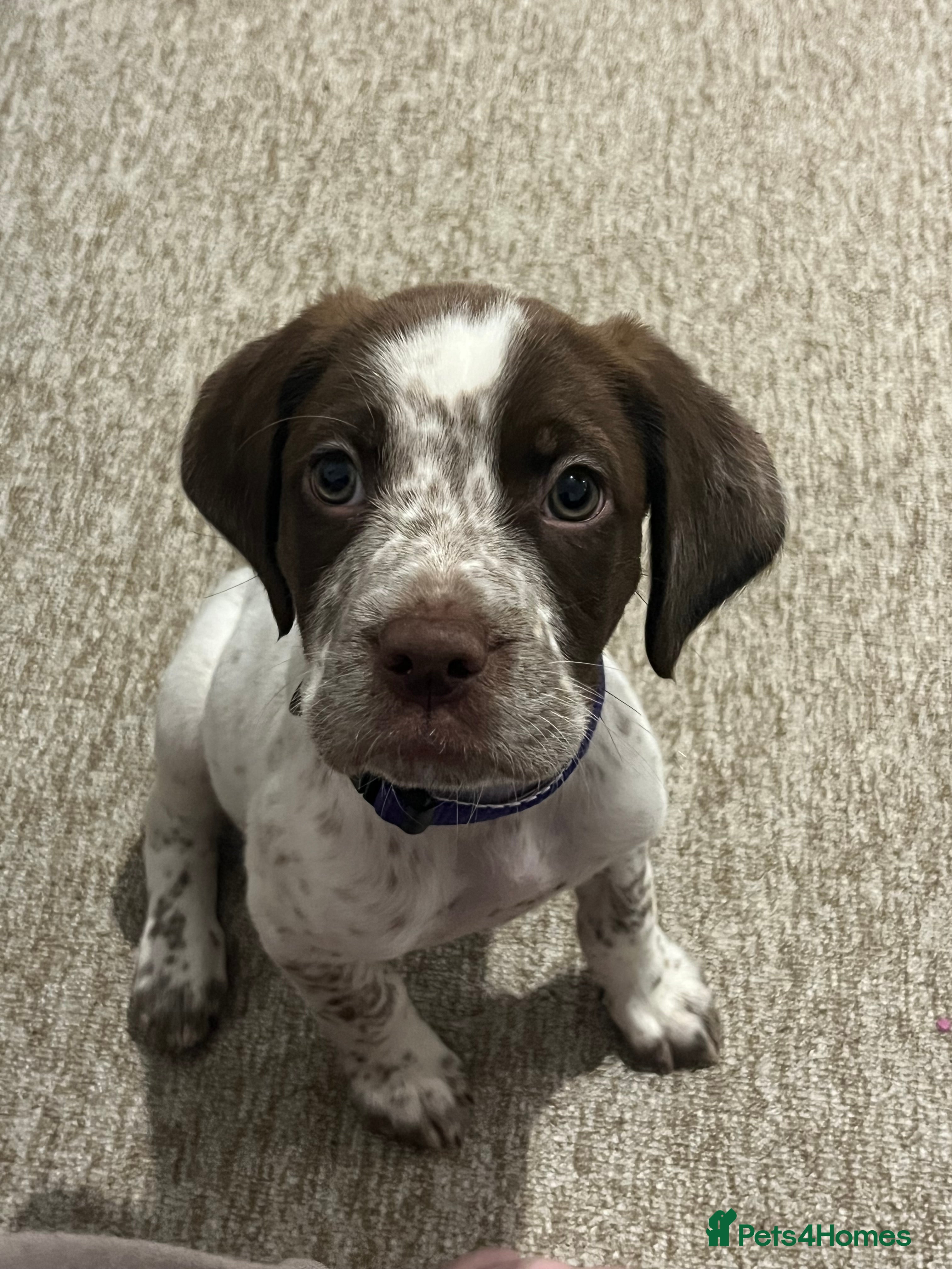 Mixed Breed dogs Working springer spaniel x in Whitstable - Advert 1