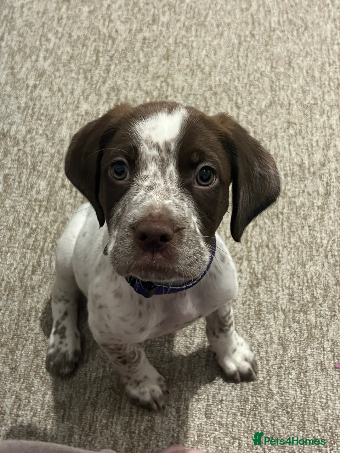 Mixed Breed dogs for sale: Working springer spaniel x in Whitstable - Advert 1