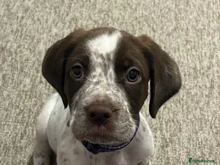 Mixed Breed dogs Working springer spaniel x in Whitstable - Advert 1