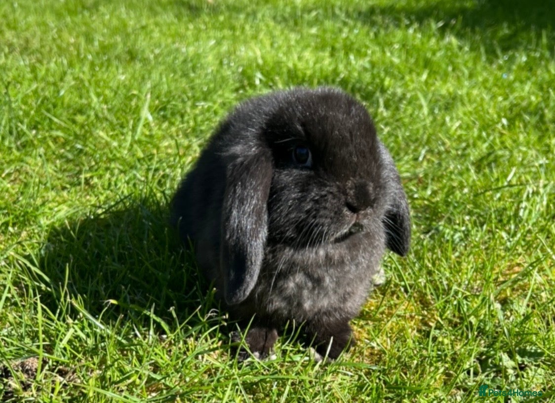 Mini Lop rabbits Mini Lop READY NOW last one 5th April  - Advert 10